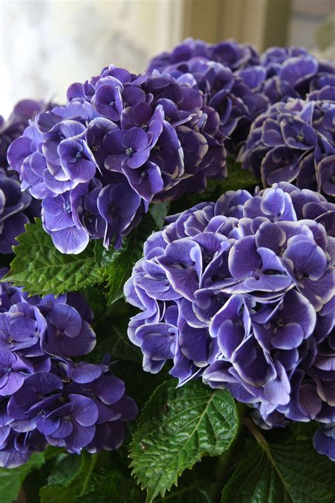 Cut flowers roses, tulips, chrysanthemums,. hydrangea Mars blue | Flower farm, Beautiful flowers ...