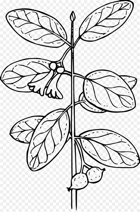 Libro Para Colorear, Planta, Color imagen png imagen transparente