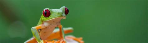 Amphibians What Is An Amphibian Young Peoples Trust For The
