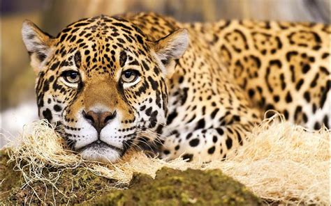 Hd Jaguar Big Cat Wallpaper Download Free 120773