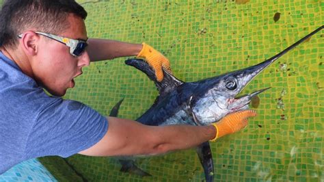 Pet Jaws Vs Swordfish Aquarium Pond Battle Youtube