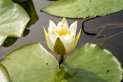 White Lotus On Surface Of Pond Stock Image Image Of Garden Blossom