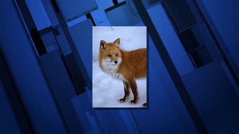 Sierra Nevada Red Fox Population Gains Endangered Species Status Ktvz