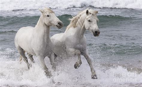 Two White Horses Play In The Surf Photograph By Carol Walker