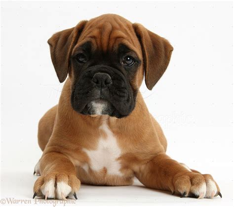 Boxer Puppies Wallpapers Top Free Boxer Puppies Backgrounds