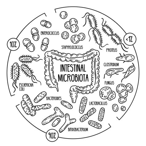 Infográficos Vetoriais Da Microbiota Intestinal Humana 3238429 Vetor No
