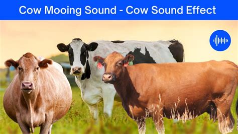 Cow Mooing Sound Cow Sounds Effect Cow Moo Sound Effects 🐄 Youtube