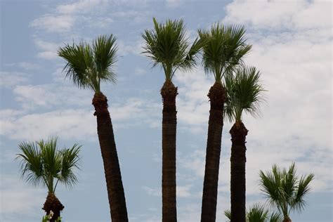 Trimmed Palm Trees Time To Trim Your Mexican Fan Palms June 15