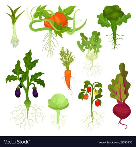 Flat Set Of Vegetables With Roots Healthy Vector Image