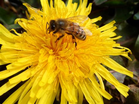 How many types of bees are there? Honeybee Photos | Talking With Bees