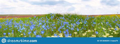 Field Of Blooming Blue Wild Flowers On A Spring Sunny Day Stock Image