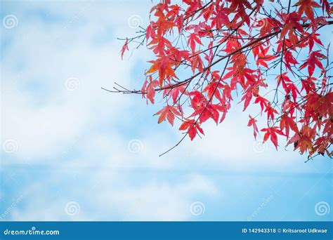 Red Maple Leaves With Blue Sky And Cloud In Autumn Season Stock Photo