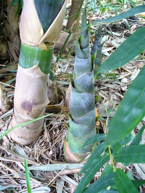 Baby Giant Bamboo New Bamboo Shoots Look So Sci Fi Charlotte Smith