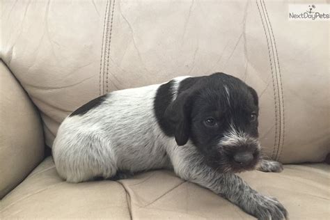 Taco German Wirehaired Pointer Puppy For Sale Near Southeast Ks