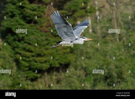 Grey Heron In Flight Stock Photo Alamy