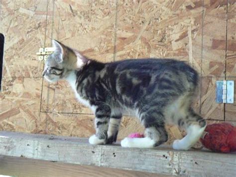 The american quarter horse association is based in amarillo, and fort worth is home to the national cutting horse association. 2 BEAUTIFUL MANX KITTENS for Sale in Coal Creek ...