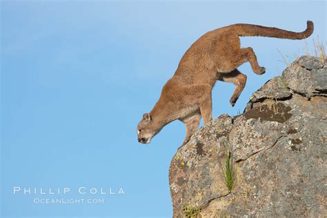 Mountain Lion Puma Concolor 15866 Natural History Photography