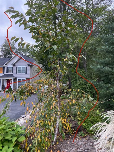 Grafted Weeping Cherry Tree Pruning