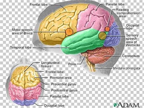 Brain Anatomy Nervous System