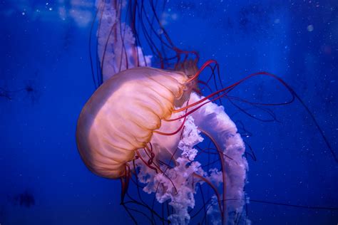 Kostenlose Foto Fisch Qualle Cnidaria Marine Wirbellose Tiere