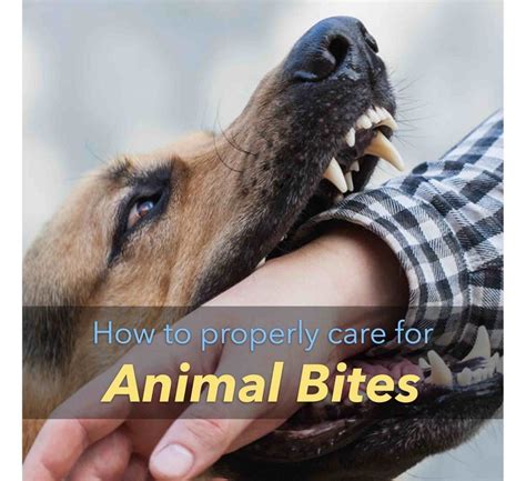 How Do You Treat Superficial Dog Bites