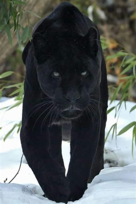 Pantera Negra Animals Beautiful Animals Black Panther Cat