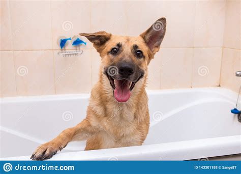 Funny Bubble Bath Stock Images Download 1481 Royalty