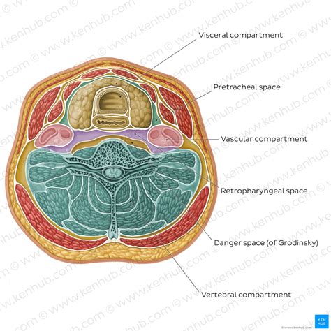 Superficial E Profundo Anatomia