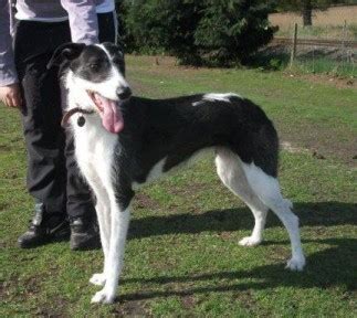 Black white border collie collie dog collie puppies border. Scamp - 2 year old female Lurcher dog for adoption