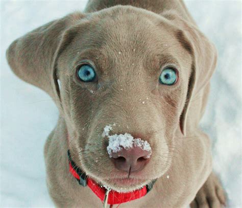 Weimeraner Puppy With Super Blue Eyes Weimaraner Puppies Cute