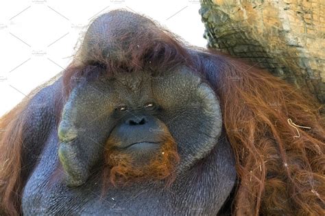 Image Of A Big Male Orangutan Stock Photo Containing Adult And Animal