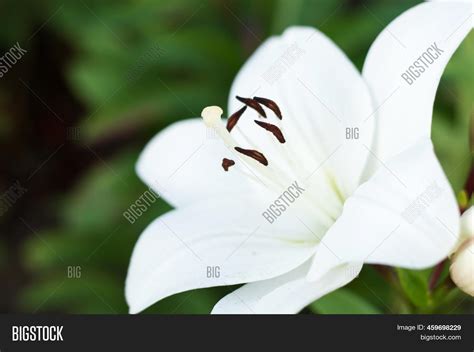 Close White Lily Image And Photo Free Trial Bigstock