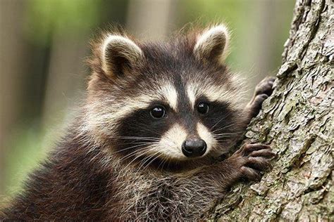Blog What To Do About Pesky Racoons Invading Your Houston Tx Yard