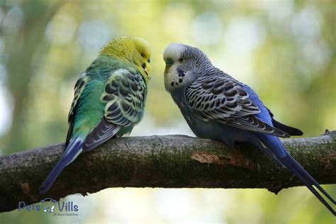 How Do Budgies Mate Courtship And Breeding Behavior