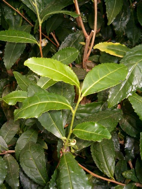 Camellia sinensis - UF/IFAS Assessment - University of Florida