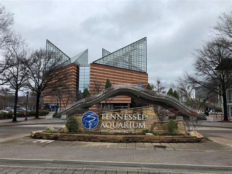 Tennessee Aquarium Lays Off 22 Full Time Employees Amid Pandemic