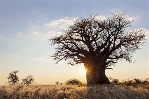 The Baobab - African Baobab Alliance