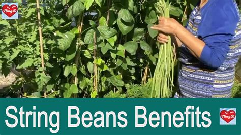 Health Benefits Of Long String Beans Or Sitaw Harvesting Long String