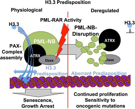 The Pml Domain Of Pmlrarα Blocks Senescence To Promote Leukemia Pnas