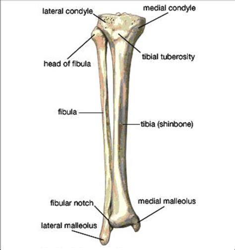 Where Is The Tibula And Fibula Biology Diagramsimagespictures Of