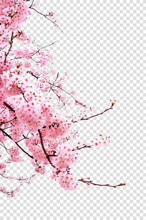 Cherry blossom Flower, Japanese cherry blossoms, pink cherry blossoms