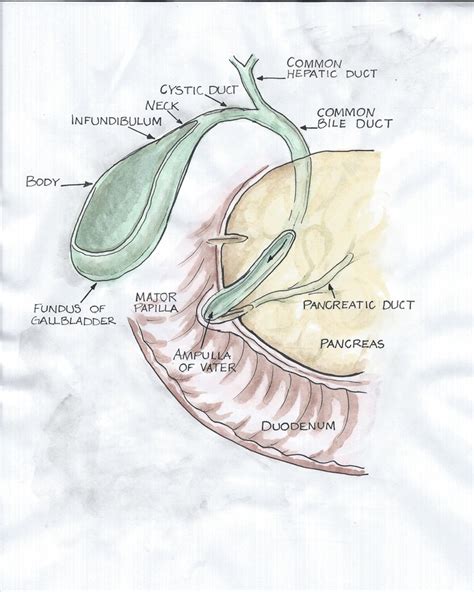 Gallbladder Pancreas Duodenal Anatomy Pinfinity The Gallbladder Ibook