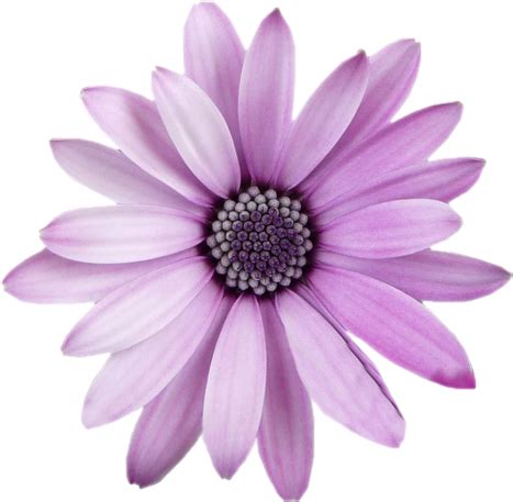 What do plants have purple flowers? Download HD Freetoedit Flower Png With Transparent ...