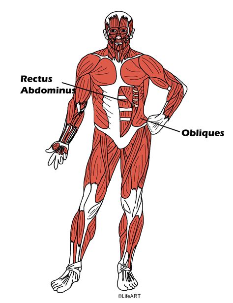 .symphysis, rectus abdominis muscle, muscles of the torso, rectus sheath, pyramidalis muscle. Carone Fitness Exercise Library