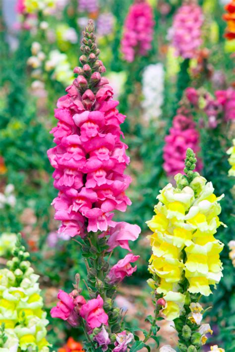 How To Grow Snapdragons The Unique Flower With Hinged Blooms