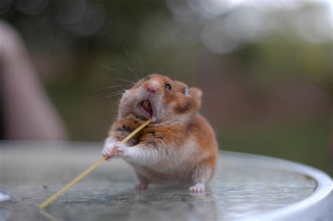 Photos Of Hamsters Shoving Impossibly Huge Stuff In Their Mouths Huffpost