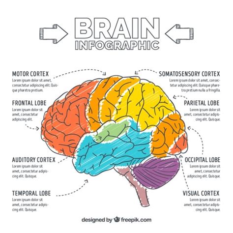 Free Vector Hand Painted Brain Infographic