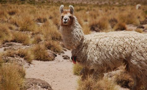 Angry Llama Free Photo Download Freeimages
