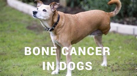 Some dogs will have a short span of happy days after their cancer diagnosis. Bone Cancer In Dogs: Holistic Options - YouTube