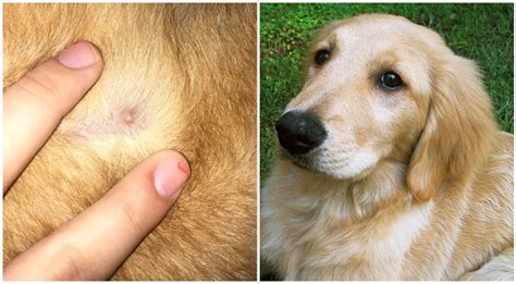 Understanding Pimple Like Bumps On Dogs Puainta®
